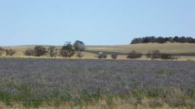 Farm For Sale - SA - Sherwood - 5267 - ***LEASED***Substantial Lucerne cropping & grazing!  (Image 2)