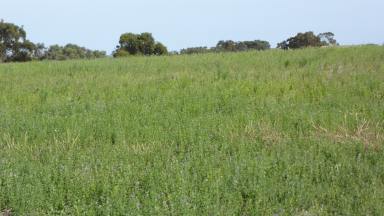Farm For Sale - SA - Sherwood - 5267 - Substantial Lucerne cropping & grazing!  (Image 2)