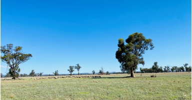 Farm For Sale - NSW - Grenfell - 2810 - Flexibility Plus  (Image 2)