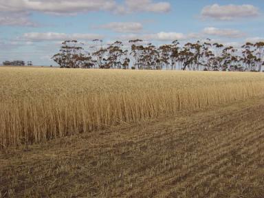 Farm For Sale - VIC - Berrybank - 3323 - EXCELLENT CRESSY-LISMORE DISTRICT HOLDING  (Image 2)