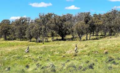 Farm For Sale - NSW - Big Hill - 2579 - 40 Acres, perfect weekender location, good grazing country also, fully fenced, located only 30 Minutes Off The Hume Motorway and Marulan.  (Image 2)