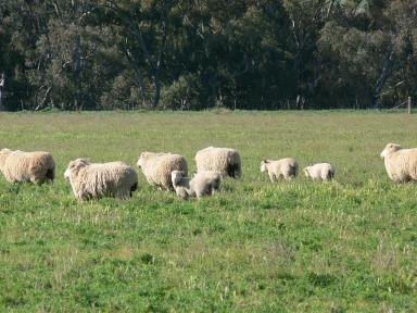 Farm For Sale - NSW - Grenfell - 2810 - High Rainfall Cropping  (Image 2)