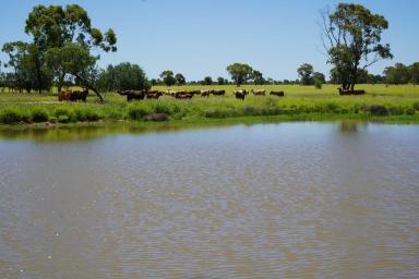 Farm Auction - QLD - St George - 4487 - A Top Performer - Offering Real Diversity in Livestock Production  (Image 2)