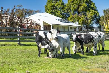 Farm For Sale - NSW - Tenterfield - 2372 - Tranquil Rural Living  (Image 2)