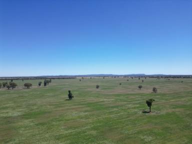 Farm For Sale - NSW - Lake Cargelligo - 2672 - Extremely Efficient Farming Country In Highly Regarded Naradhan District  (Image 2)