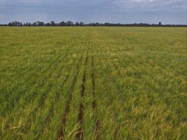 Farm Sold - NSW - Lake Cargelligo - 2672 - Extremely Efficient Farming Country In Highly Regarded Naradhan District  (Image 2)