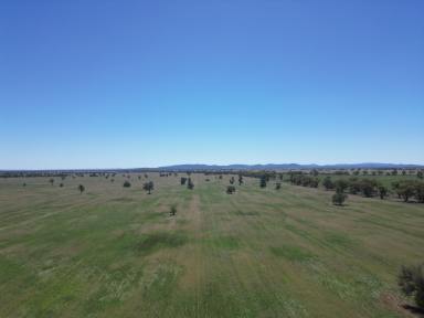 Farm For Sale - NSW - Lake Cargelligo - 2672 - Extremely Efficient Farming Country In Highly Regarded Naradhan District  (Image 2)