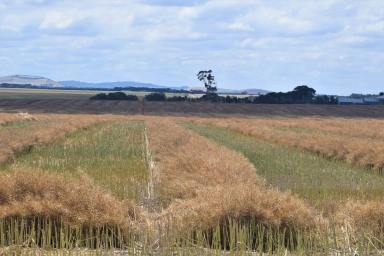 Farm Sold - VIC - Bo Peep - 3351 - Highly productive cropping/livestock opportunity in the tightly held Ballarat region  (Image 2)