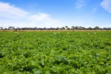 Farm For Sale - VIC - Willaura - 3379 - Mixed Farming Opportunity  (Image 2)