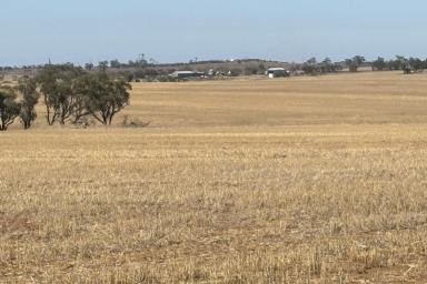 Farm For Sale - WA - Carnamah - 6517 - 'Bowhill'-look no further  (Image 2)