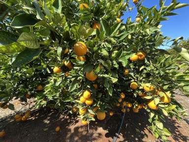 Farm For Sale - NSW - Hanwood - 2680 - PREMIUM CITRUS FARM - FARM 1058 KIDMAN WAY  (Image 2)