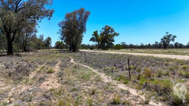 Farm For Sale - NSW - Cuttabri - 2388 - LAND OPPORTUNITY IN QUIET LOCATION SPANNING 1,037 ACRES  (Image 2)