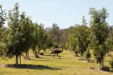 Farm For Sale - NSW - Pillar Valley - 2462 - Large Cattle and Cropping Farm close to the Coast and the Clarence River  (Image 2)