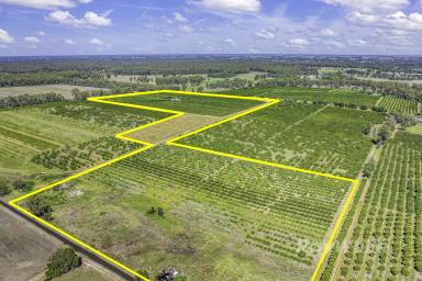Farm For Sale - NSW - Barham - 2732 - Productive Mixed Citrus Orchard - Opportunity "Belltrees"  (Image 2)