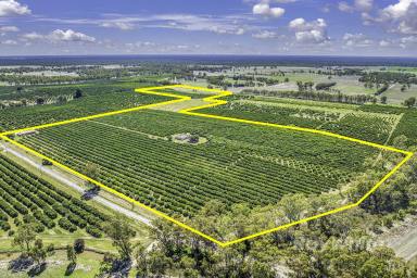 Farm For Sale - NSW - Barham - 2732 - Productive Mixed Citrus Orchard - Opportunity "Belltrees"  (Image 2)