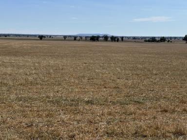 Farm Sold - NSW - Lockhart - 2656 - Looking For More Acreage For Cropping?  (Image 2)