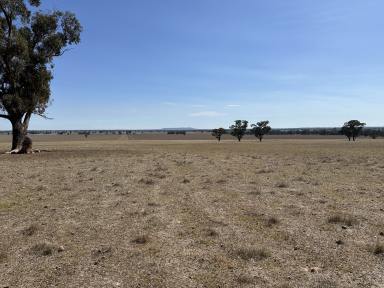 Farm Sold - NSW - Lockhart - 2656 - Looking For More Acreage For Cropping?  (Image 2)