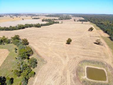 Farm For Sale - NSW - Grenfell - 2810 - RURAL - CREEK FRONTAGE  (Image 2)