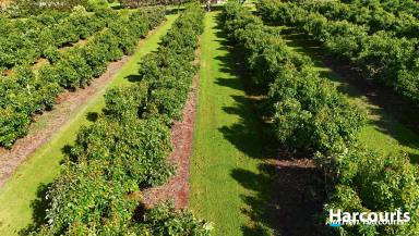 Farm For Sale - QLD - Childers - 4660 - INCOME PRODUCING AVOCADO ORCHARD 4.57 ACRES  (Image 2)