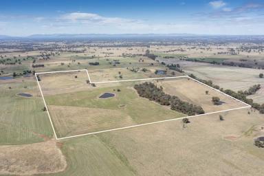 Farm For Sale - VIC - Goorambat - 3725 - Highly sought after cropping land in tightly held Goorambat District  (Image 2)