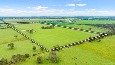 Farm For Sale - VIC - Toongabbie - 3856 - 103 Acre Farm with Modern Home | Tranquil Living in Toongabbie, VIC  (Image 2)