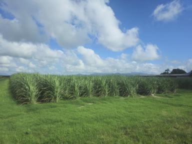 Farm For Sale - QLD - Ingham - 4850 - 3.31 HECTARE (OVER 8 ACRE) PROPERTY MINUTES FROM TOWN!  (Image 2)