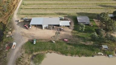 Farm For Sale - QLD - Dimbulah - 4872 - LIME ORCHARD PLUS ENDLESS GROWING OPPORTUNITIES IN PRIME FRUIT GROWING REGION  (Image 2)