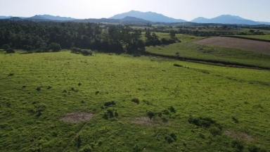 Farm For Sale - QLD - Innisfail - 4860 - CATTLE FATTENING, BREEDING OR MIXED CROPPING OPPORTUNITY  (Image 2)