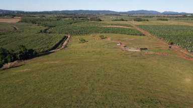 Farm For Sale - QLD - Innisfail - 4860 - CATTLE FATTENING, BREEDING OR MIXED CROPPING OPPORTUNITY  (Image 2)