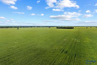 Farm For Sale - NSW - Tottenham - 2873 - Prime Cropping Enterprise.  (Image 2)