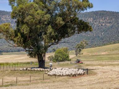 Farm For Sale - NSW - Grenfell - 2810 - Affordable Multi-Income Package  (Image 2)