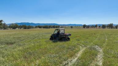Farm For Sale - NSW - Tamworth - 2340 - Retirement Dictates  (Image 2)