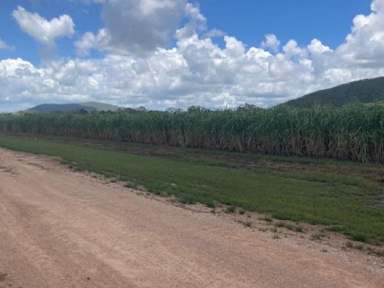 Farm Sold - QLD - Shirbourne - 4809 - For Sale Cane Farm & Cattle Grazing  (Image 2)