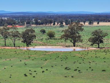 Farm For Sale - NSW - Trundle - 2875 - Efficient Mixed Farming Property Ready To Fire After Great Start to The Season  (Image 2)