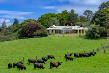 Farm Sold - NSW - Dorrigo - 2453 - Unwind Your Dreams. Grazing, Nature and Stunning Dorrigo Views.  (Image 2)
