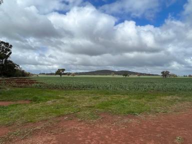 Farm For Sale - NSW - Condobolin - 2877 - 'Mt Alma' and 'Beulah' Condobolin  (Image 2)