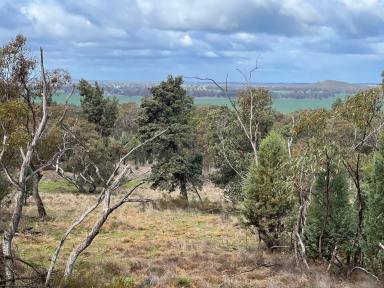 Farm For Sale - NSW - Condobolin - 2877 - 'Mt Alma' and 'Beulah' Condobolin  (Image 2)