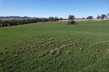 Farm For Sale - NSW - Cowra - 2794 - Graze and Grain  (Image 2)