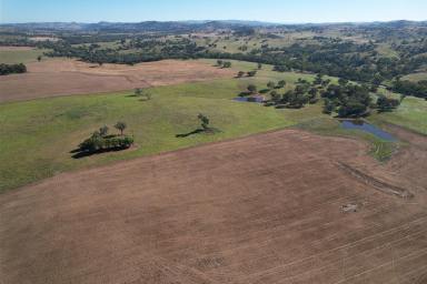 Farm For Sale - NSW - Cowra - 2794 - Graze and Grain  (Image 2)