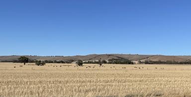 Farm For Sale - SA - Point Pass - 5374 - Schmidts ROI close 14th March  (Image 2)