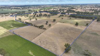 Farm For Sale - SA - Naracoorte - 5271 - Location Lifestyle and Quality  (Image 2)