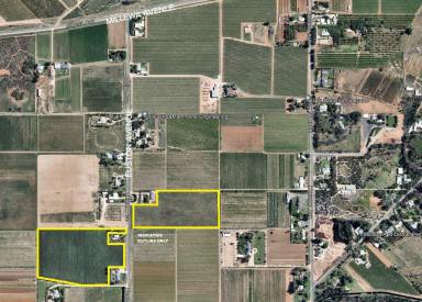 Farm For Sale - VIC - Red Cliffs - 3496 - Export Quality Table Grape Properties - 99.83Ha  (Image 2)