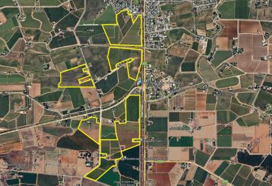 Farm For Sale - VIC - Red Cliffs - 3496 - Export Quality Table Grape Properties - 99.83Ha  (Image 2)
