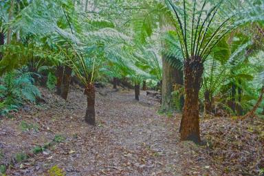 Farm For Sale - VIC - Lavers Hill - 3238 - DISCOVER YOUR WILDERNESS WONDERLAND  (Image 2)