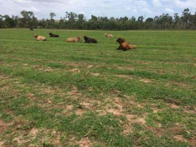 Farm For Sale - QLD - Bowen - 4805 - Irrigation | Cultivation | Grazing  (Image 2)