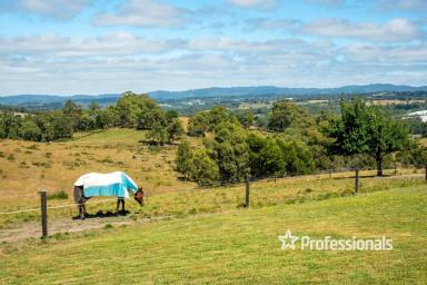 Farm For Sale - VIC - Woori Yallock - 3139 - EXPANSIVE ACREAGE AWAITING YOUR VISION  (Image 2)