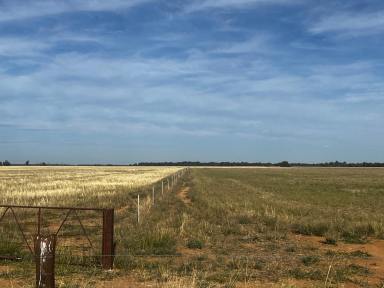 Farm For Sale - VIC - Diggora West - 3561 - Prime Cropping and Grazing Country  (Image 2)