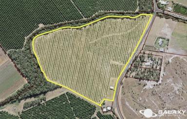 Farm For Sale - QLD - Welcome Creek - 4670 - Producing Macadamia Orchard Close to Bundaberg CBD  (Image 2)