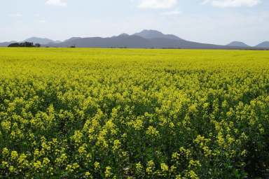 Farm For Sale - WA - Woogenellup - 6324 - 'Sams' and 'Bells'  (Image 2)