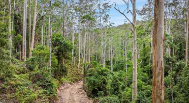 Farm For Sale - NSW - Laguna - 2325 - Pristine Bushland Sanctuary  (Image 2)